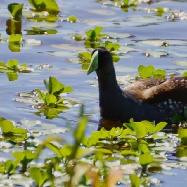 Avistamiento de Aves en la Floresta