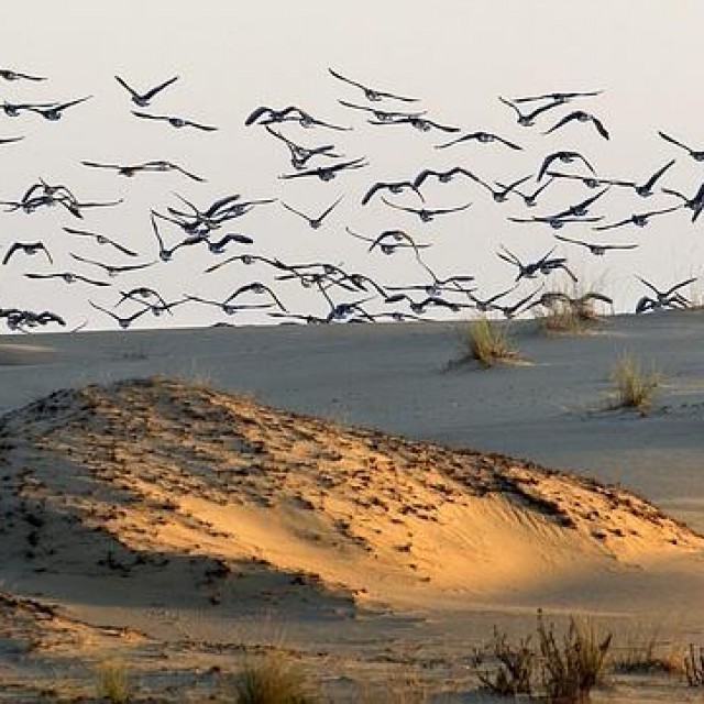 Avistamiento de aves en Salinas