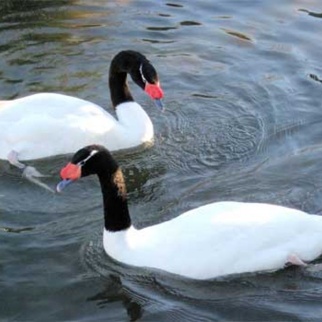 Cisnes de Cuello Negro